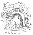 Platyhelminthes (flatworms)