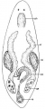 Platyhelminthes (flatworms)