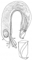 Platyhelminthes (flatworms)