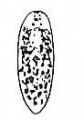 Platyhelminthes (flatworms)