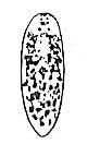 Pogaina suecica Pogaina suecica
