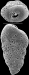 Chromista - Foraminifera (foraminifers)