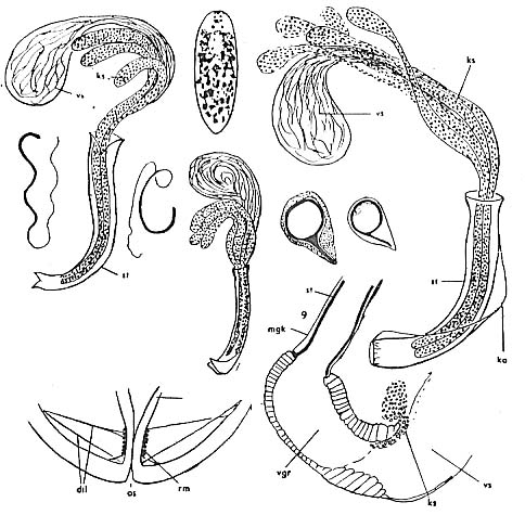 Pogaina suecica Pogaina suecica