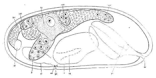 Pogaina suecica Pogaina suecica