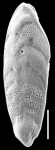 Bolivina spathulata New Zealand