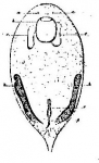 Provortex affinis