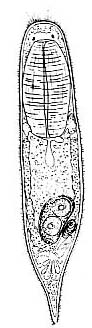 Provortex balticus Provortex balticus