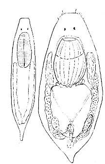 Provortex karlingi Provortex karlingi