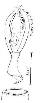 Provortex karlingi Provortex karlingi