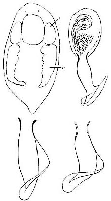 Provortex pallidus Provortex pallidus