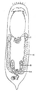 Provortex pallidus Provortex pallidus