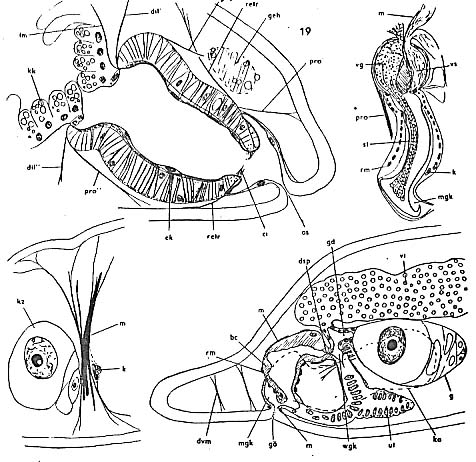 Provortex pallidus Provortex pallidus