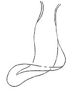 Provortex pallidus Provortex pallidus