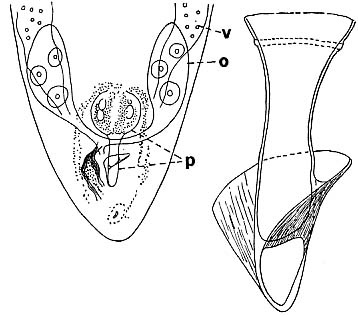 Provortex psammophilus Provortex psammophilus