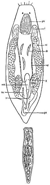 Provortex tubiferus Provortex tubiferus