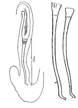 Provortex tubiferus