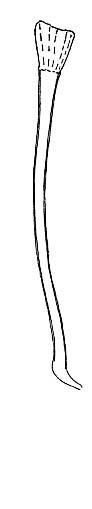 Provortex tubiferus Provortex tubiferus