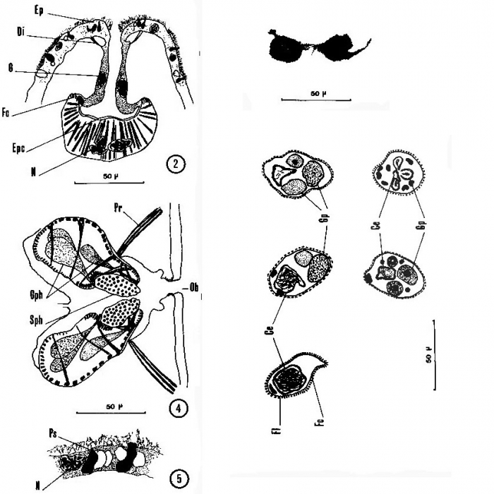 Acrumena massiliensis Acrumena massiliensis
