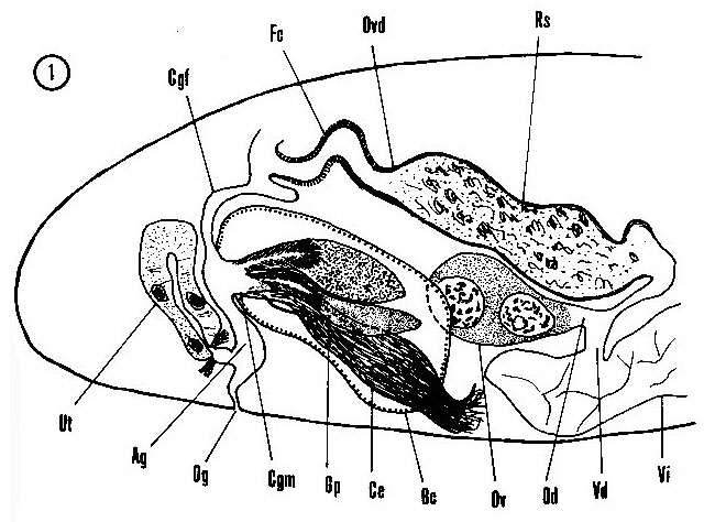 Acrumena massiliensis Acrumena massiliensis