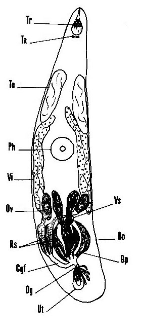Acrumena massiliensis Acrumena massiliensis