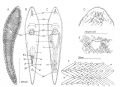 Platyhelminthes (flatworms)