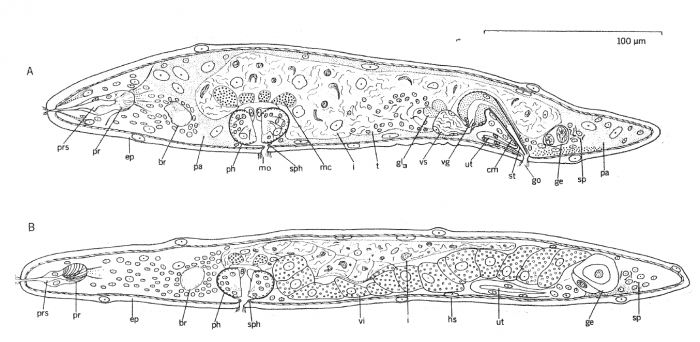 Bertiliella bathycola Bertiliella bathycola