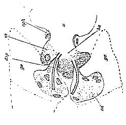 Cicerina brevicirrus