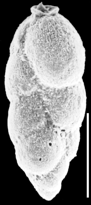 Spiroloxostoma glabra New Zealand
