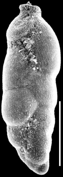 Spiroloxostoma glabra New Zealand Spiroloxostoma glabra New Zealand