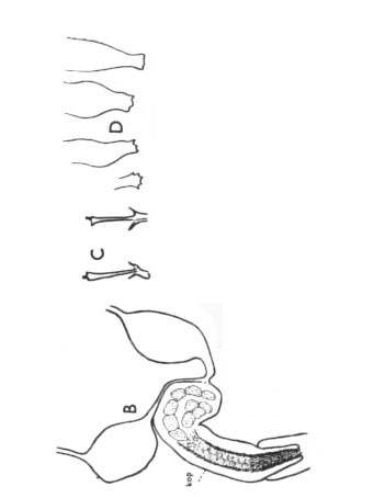 Cicerinina brevicirrus Cicerinina brevicirrus