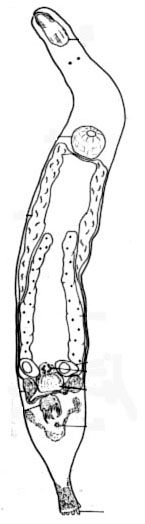 Cicerina eucentrota Cicerina eucentrota