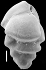 Bulimina marginata f. acanthia New Zealand