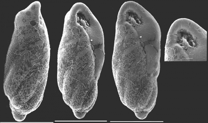 Buliminella elegantissima New Zealand Buliminella elegantissima New Zealand