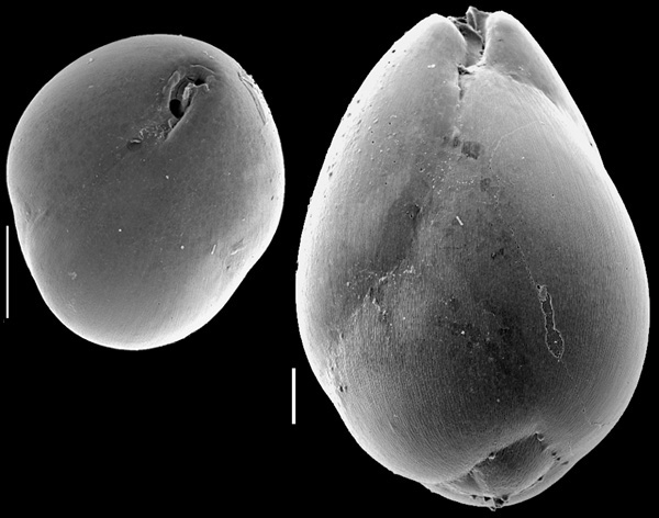Globobulimina turgida New Zealand Globobulimina turgida New Zealand