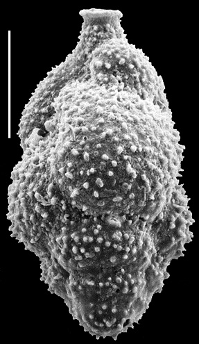 Neouvigerina proboscidea New Zealand Neouvigerina proboscidea New Zealand