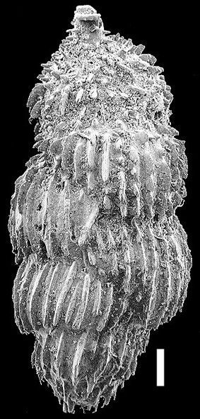 Uvigerina peregrina New Zealand Uvigerina peregrina New Zealand