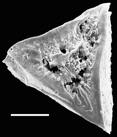 Reussella spinulosa New Zealand