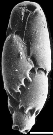 Virgulinella fragilis New Zealand Virgulinella fragilis New Zealand