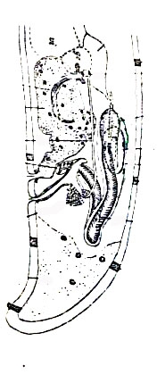 Cicerina remanei Cicerina remanei