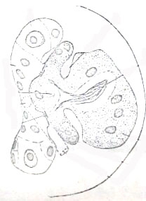 Cicerina remanei Cicerina remanei
