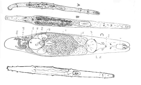 Cicerina tetradactyla Cicerina tetradactyla