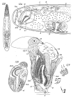Ethmorhynchus anophthalmus