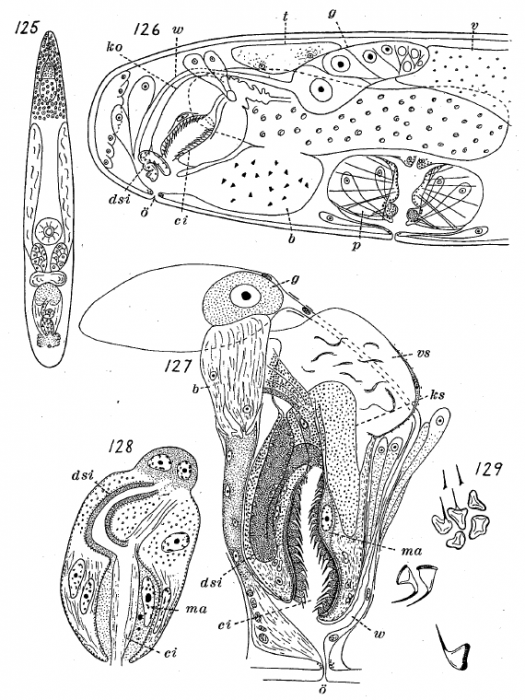 Ethmorhynchus anophthalmus Ethmorhynchus anophthalmus