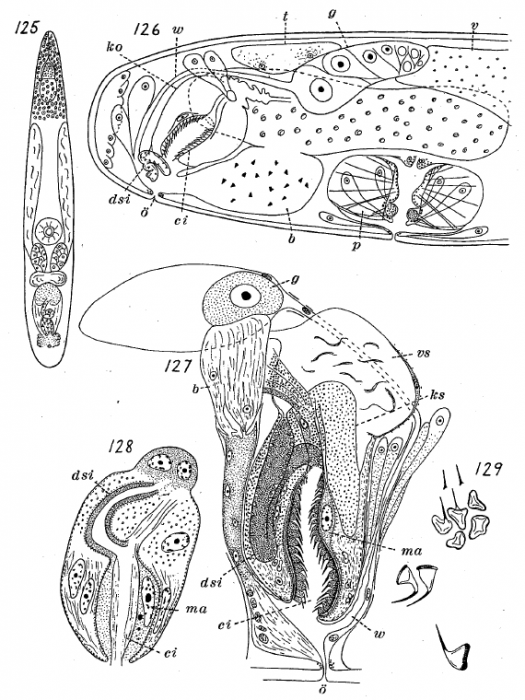 Ethmorhynchus anophthalmus