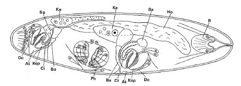 Ethmorhynchus anophthalmus Ethmorhynchus anophthalmus