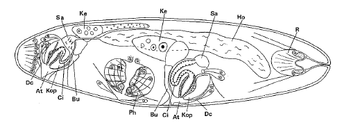 Ethmorhynchus anophthalmus