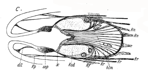 Ethmorhynchus anophthalmus Ethmorhynchus anophthalmus