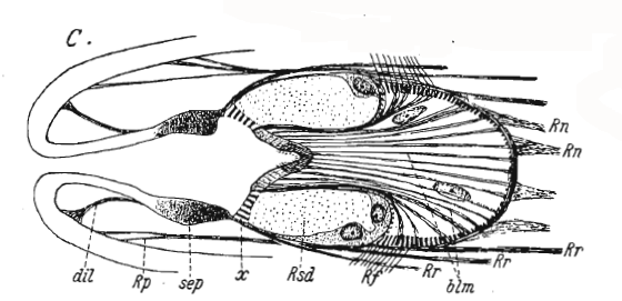 Ethmorhynchus anophthalmus