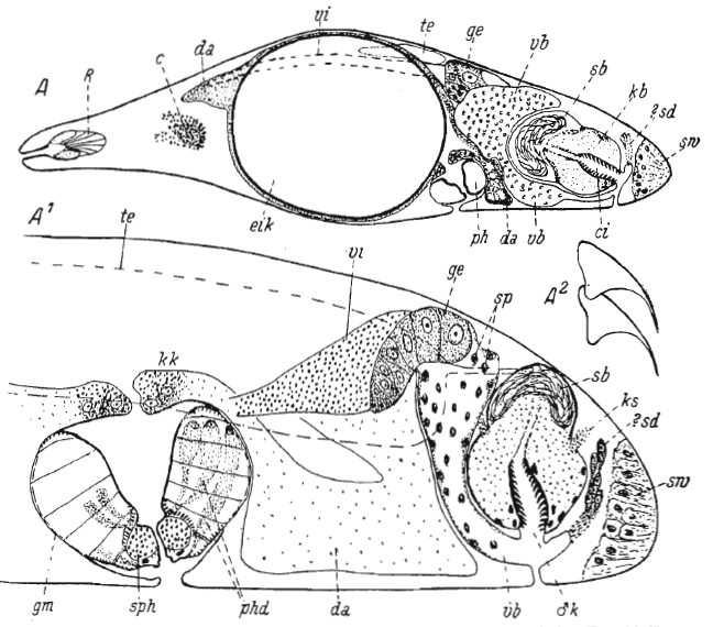 Ethmorhynchus anophthalmus Ethmorhynchus anophthalmus