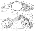 Platyhelminthes (flatworms)